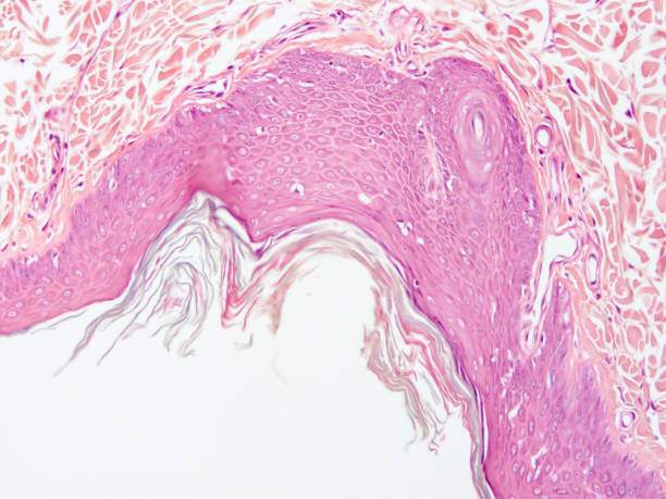 istock histology of human tissue 1164489628