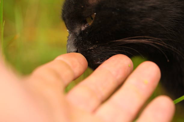 istock black cat hant outdoor 1164489877
