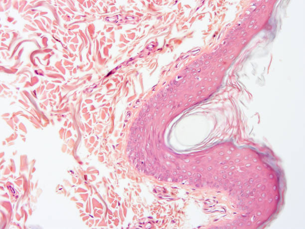 istock histology of human tissue 1164490078