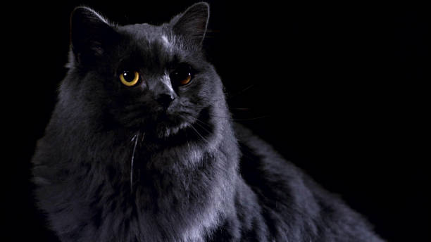 istock Beautiful, fluffy gray cat on a black background 1164491904
