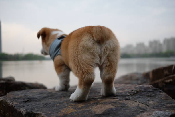 순종 귀여운 갈색 코기 강아지의 엉덩이를 닫습니다. - 엉덩이 뉴스 사진 이미지