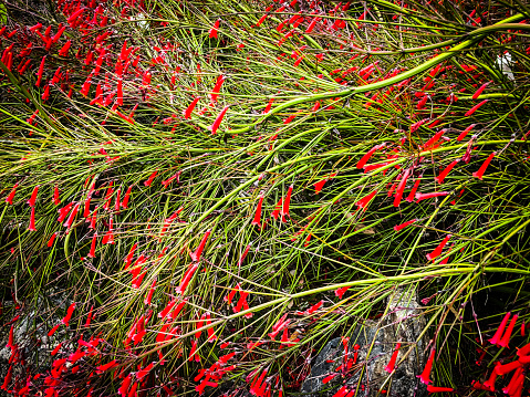 natural flowers close up view