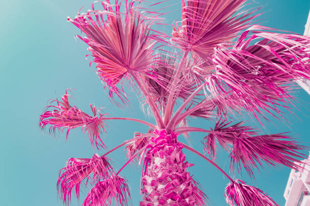 istock Pink palm tree. Minimal and bright. Infrared and blue sky style 1164492767
