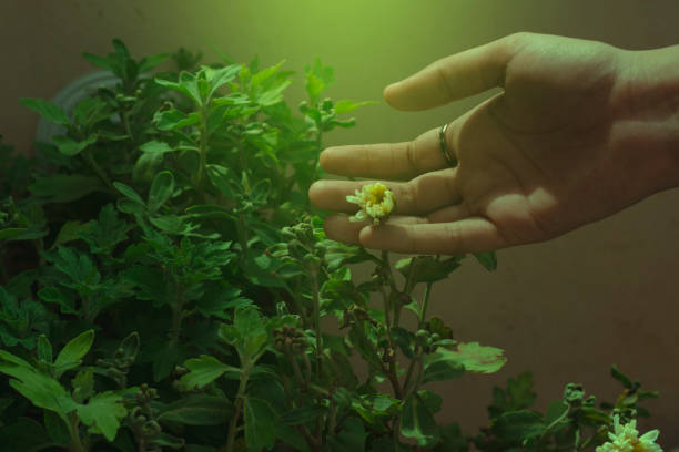 istock girl holding flower bud 1164494098