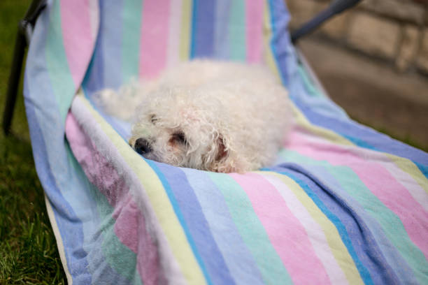 istock Little wet dog with towel, after the bath 1164494194