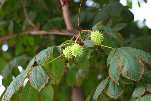 Chestnut fruit green on a tree branch among the leaves