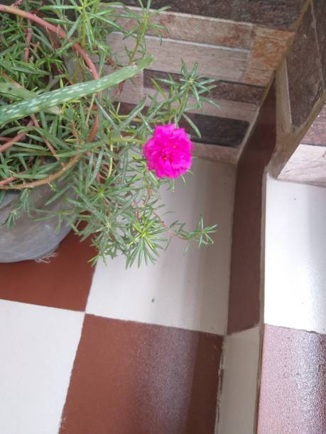 istock Flower in Bijubati Plant 1164494463