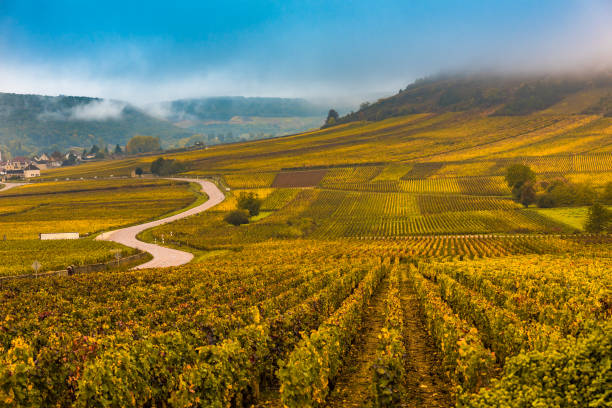 Vineyards in the autumn season, Burgundy, France Vineyards in the autumn season, Burgundy, France beaujolais region stock pictures, royalty-free photos & images