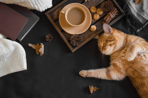 Autumn cozy composition with ginger cat Autumn cozy composition with ginger cat. Seasonal autumnal coziness with cat, soft plaid, coffee and book. Cozy home and hygge concept, copy space. winter food top view stock pictures, royalty-free photos & images