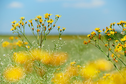 Wild grass with yellow flowers - beautiful summer landscape.