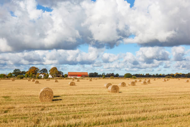 istock Straw bales at a field with a farm 1164499971