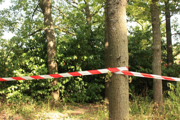 istock Prohibited area bounded for investigation  Boundary tape  Forest 1164501436
