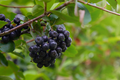 Black Chokeberry (Aronia melanocarpa) in orchard. Black ashberry tree with ripe berry