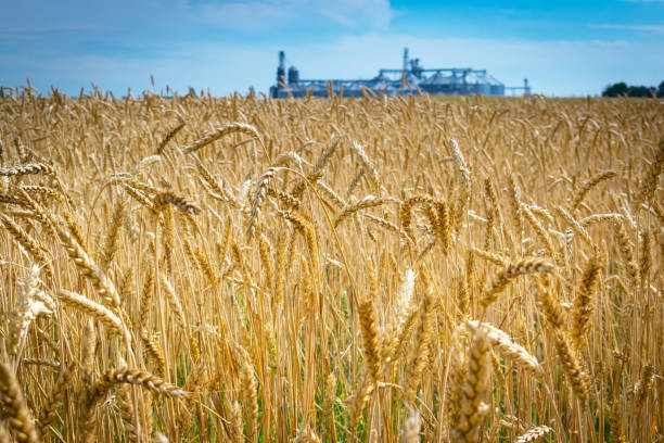 istock Field of wheat 1164503679