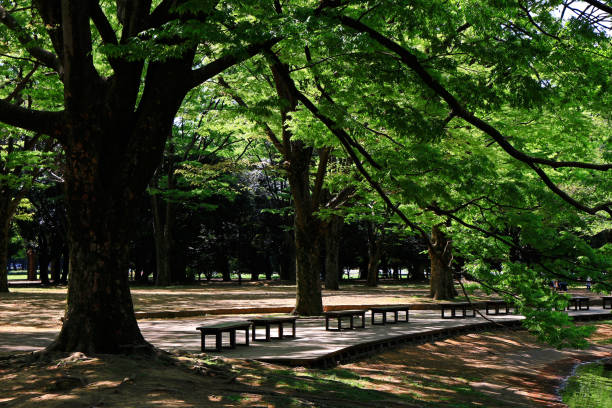 istock Summer park landscape with abundant greenery of trees 1164504230
