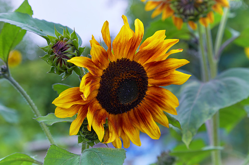 Decorative yellow and brown sunflower  blooming in summer in the garden. Closed buds of sunflower