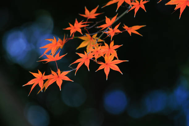 view of reddish japanese maple leaves and sparkling water - japanese culture landscape landscaped ornamental garden imagens e fotografias de stock
