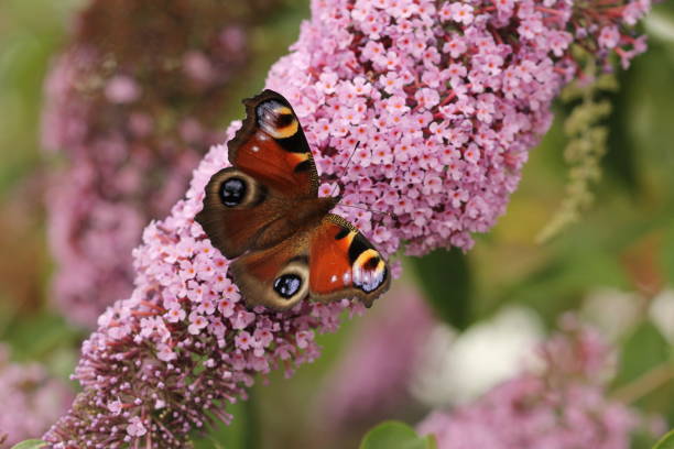 istock Peacock butterfly on buddleia flowers 1164506405