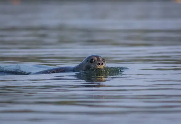 Grey seal (Halichoerus grypus) on a summer morning, Muscongus Bay, Maine