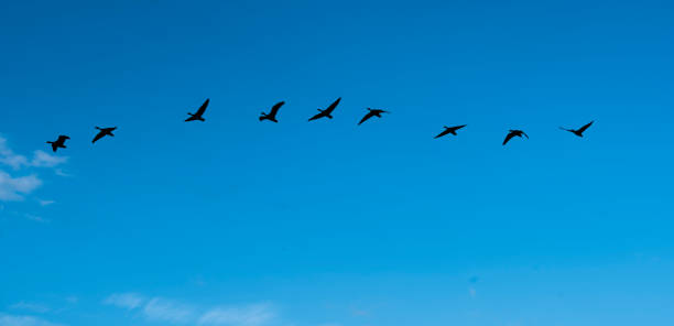 istock a flock of geese flying in a v formation 1164507316