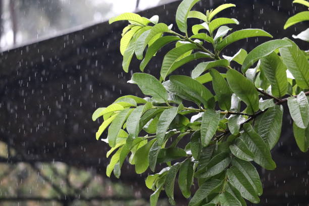 istock Green leaves of tree while raining in background 1164507356
