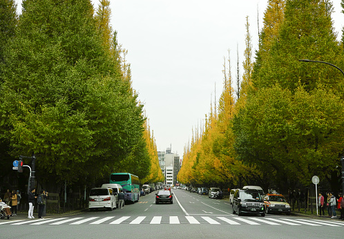 Tokyo, Japan - 11/19/2018: Jingu Gaien in Tokyo, Japan. A famous road lined with Gingko trees that goes a lovely orange in Autumn