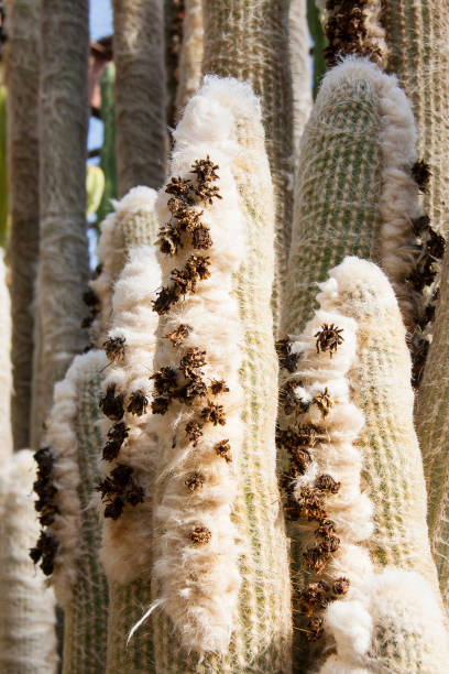 istock Brazilian Old Man Cactus 1164508175