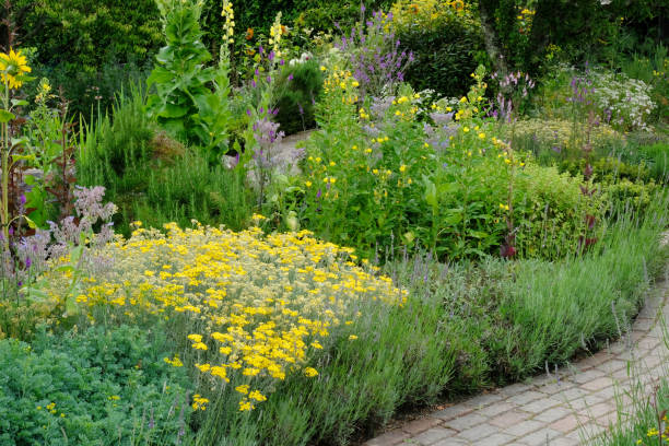 istock Mixed Perennial Summer Flowerbed 1164509489