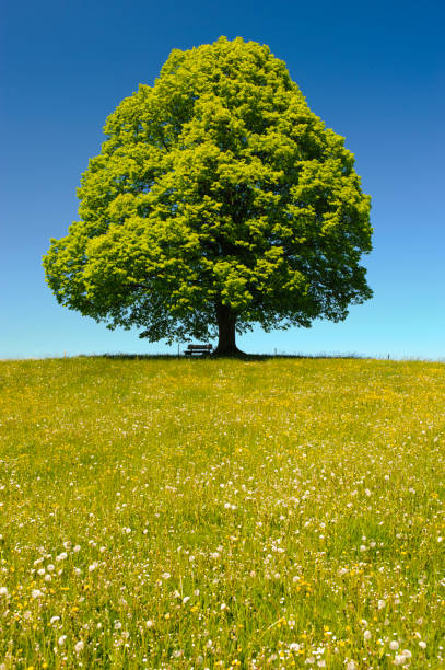istock single linden tree with perfect treetop in meadow 1164511484