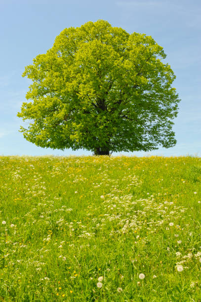 istock single linden tree with perfect treetop in meadow 1164511567