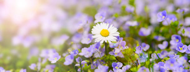 istock panoramic flowerbed with daisy and sunbeams 1164513293