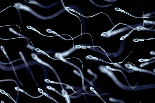 Spermatozoa, view under microscope, illustration of the appearan stock photo