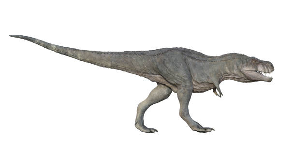 istock 3d render of Tyrannosaurus rex on a white background 1164514359