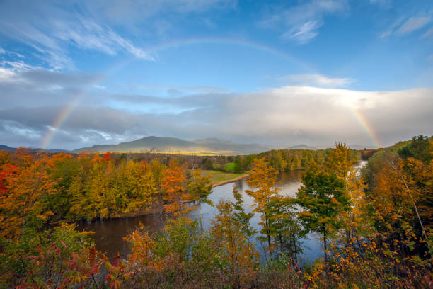 istock Autumn leaves in forest 1164514745