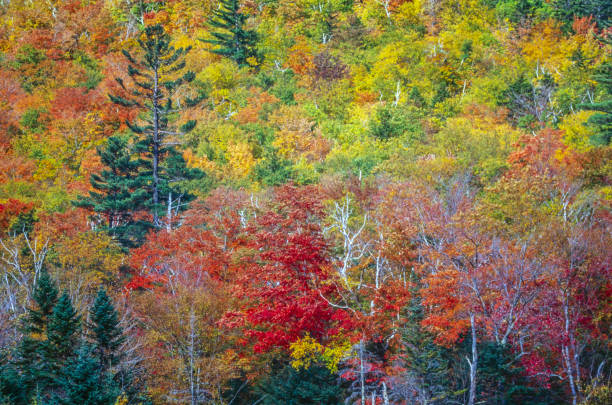 istock Autumn leaves in forest 1164515002