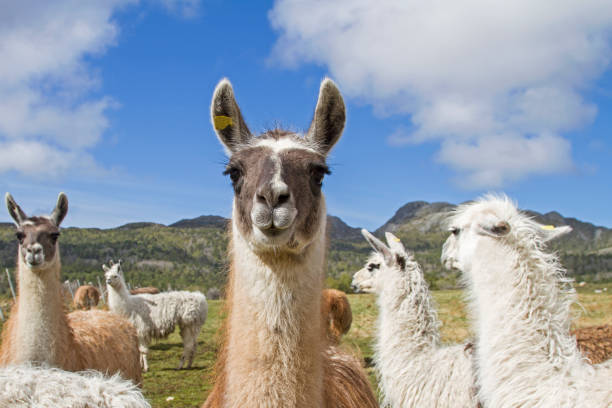 istock llamas are grazing on a mountain meadow 1164515845