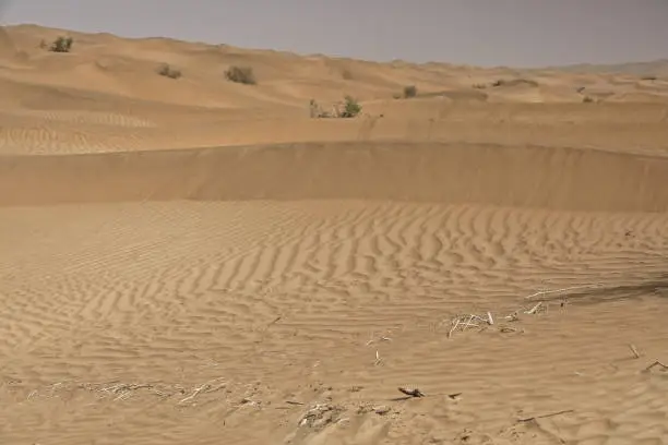 Chains of moving sand dunes cover the surface of the Taklamakan Desert some of them reaching up to 300 ms.high-small sparse patches of tamarisk shrubs-Yutian Keriya county-Xinjiang Uyghur region-China