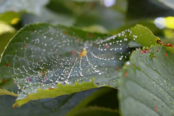 istock spider web and drops of rain on the list 1164517074