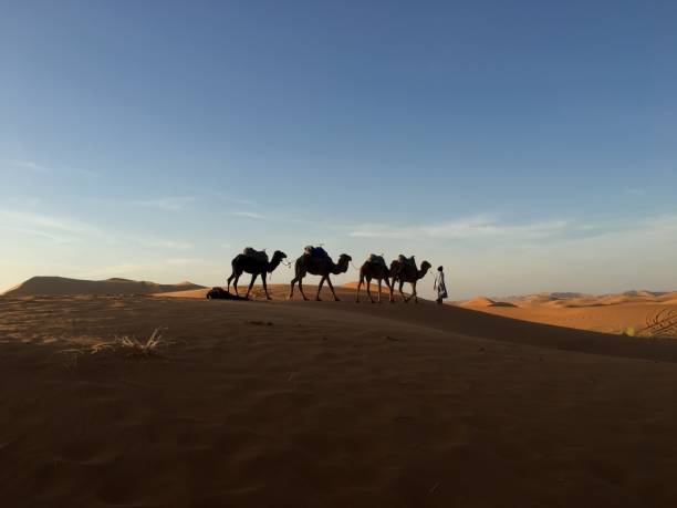 istock Camels in Sahara 1164517161