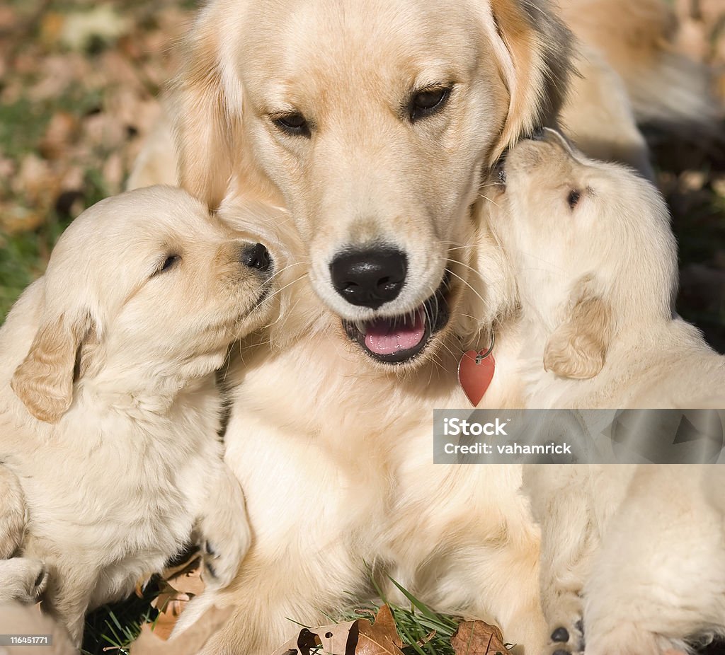 golder retriever puppies with mother two golden retriever puppies kissing mother Golden Retriever Stock Photo