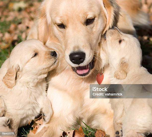 Golder Retriever Puppies With Mother Stock Photo - Download Image Now - Golden Retriever, Puppy, Retriever