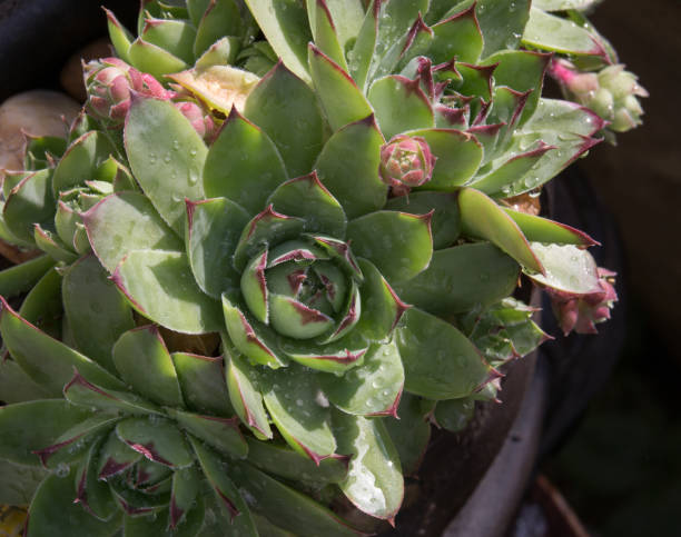 istock Top view od houseleek plants 1164520022