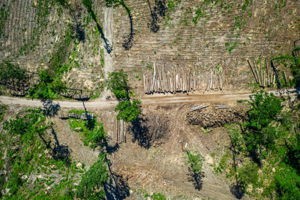 обезлесение как разрушение окружающей среды, вид с воздуха на польшу - landscape aerial view lumber industry agriculture стоковые фото и изображения