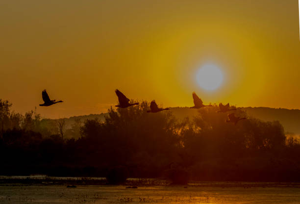 istock canadian geese flying overhead at sunrise 1164520185
