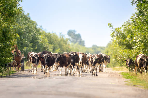 istock cows walking rural road during hot summer sunny day 1164522163