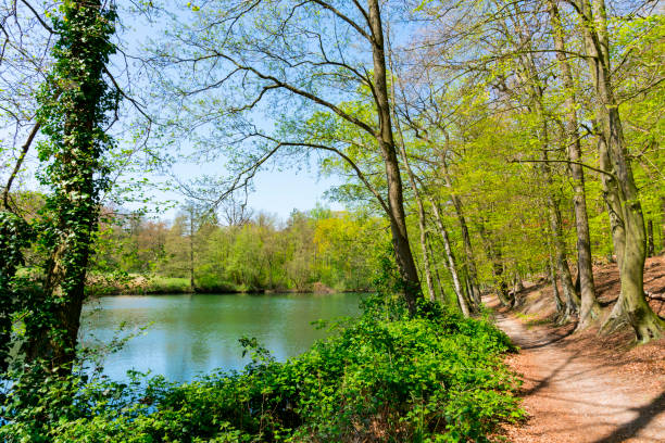 hiking path  in Park Sonsbeek along ditch, in Arnhem, The Netherlands 2 Water and trees in in Sonsbeek Park, Arnhem, Holland arnhem photos stock pictures, royalty-free photos & images