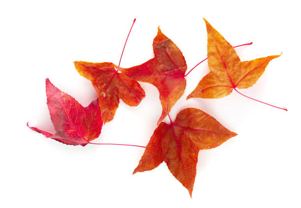 istock Dried maple leaves isolated over white background. 1164526419