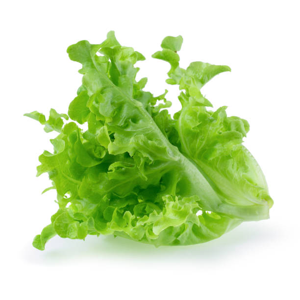 istock Green oak leaf lettuce isolated on a white background 1164526432