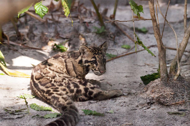 istock Baby clouded leopard kit Neofelis nebulosa 1164526765