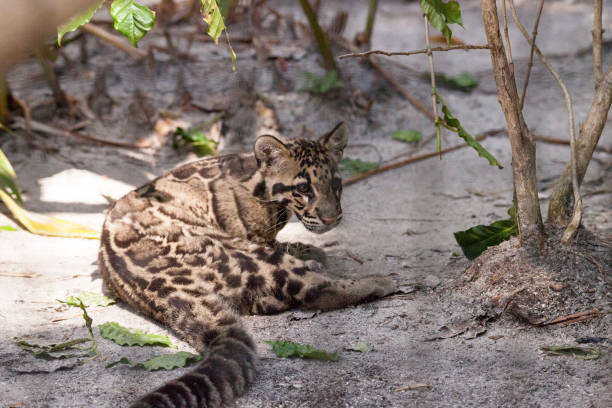istock Baby clouded leopard kit Neofelis nebulosa 1164526823